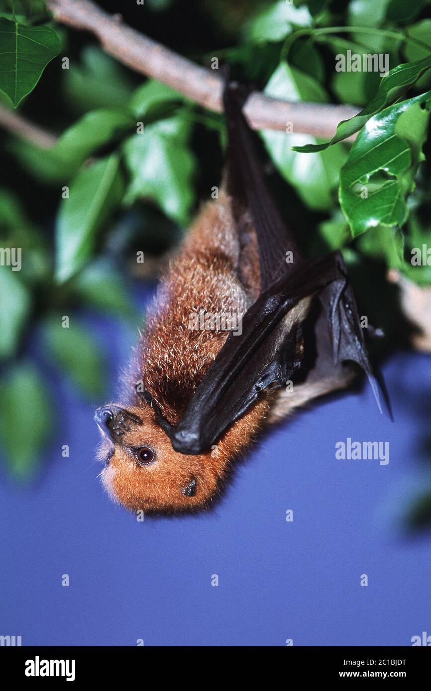 Mauritius-Fruchtfledermaus / Mauritischer Flughund - Pteropus niger Stockfoto
