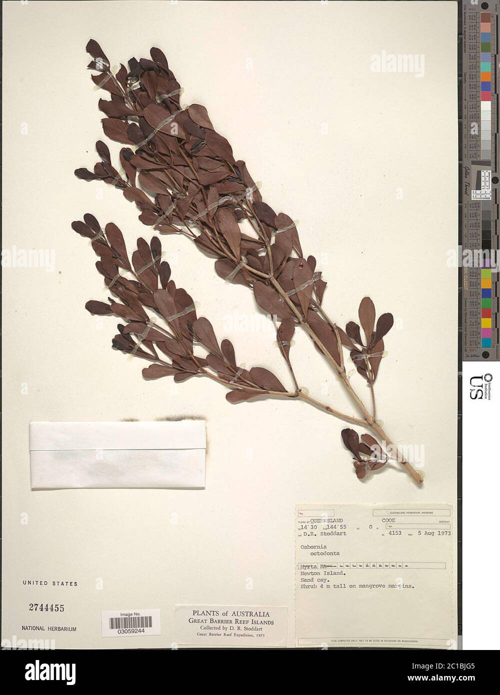 Osbornia octogonta F Muell Osbornia octogdonta F Muell. Stockfoto