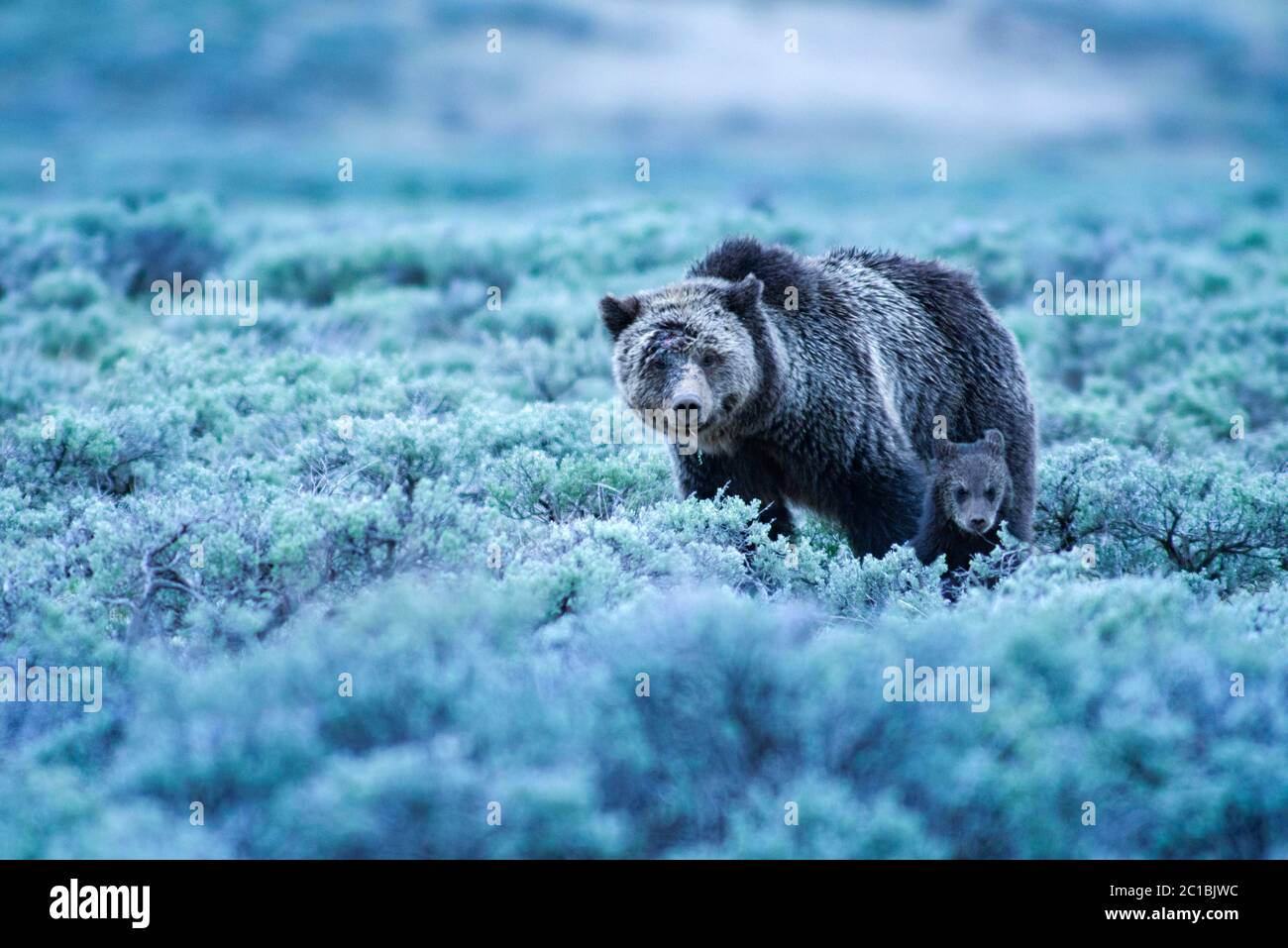 USA, Rockie Mountains, Wyoming, Yellowstone, Nationalpark, UNESCO, Weltkulturerbe, Grizzly mon mit Jungen (m) Stockfoto