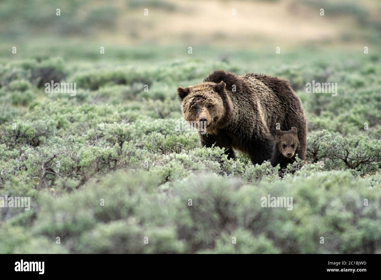 USA, Rockie Mountains, Wyoming, Yellowstone, Nationalpark, UNESCO, Weltkulturerbe, Grizzly mon mit Jungen (m) Stockfoto