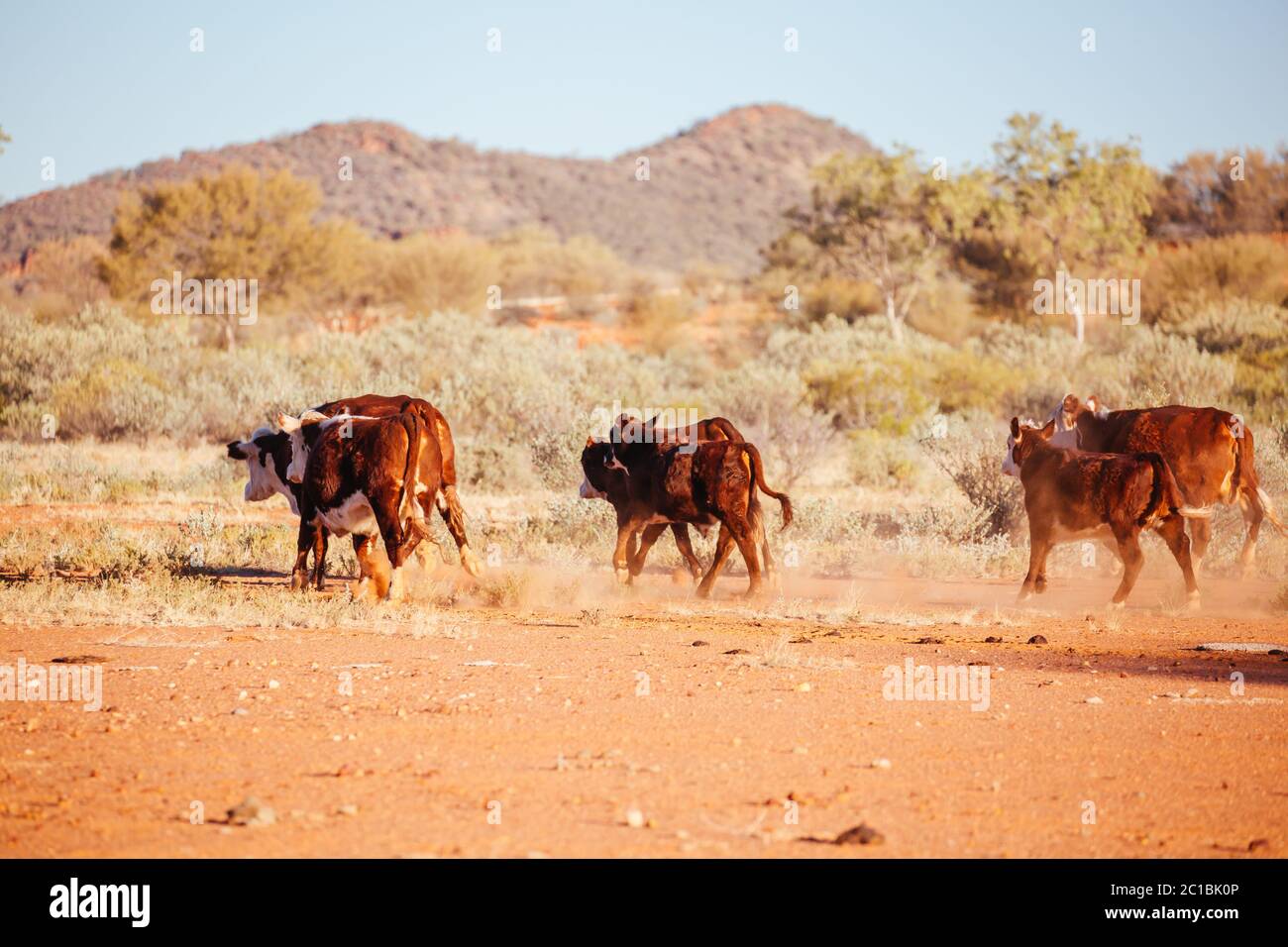 Grasende Kühe im australischen Outback Stockfoto