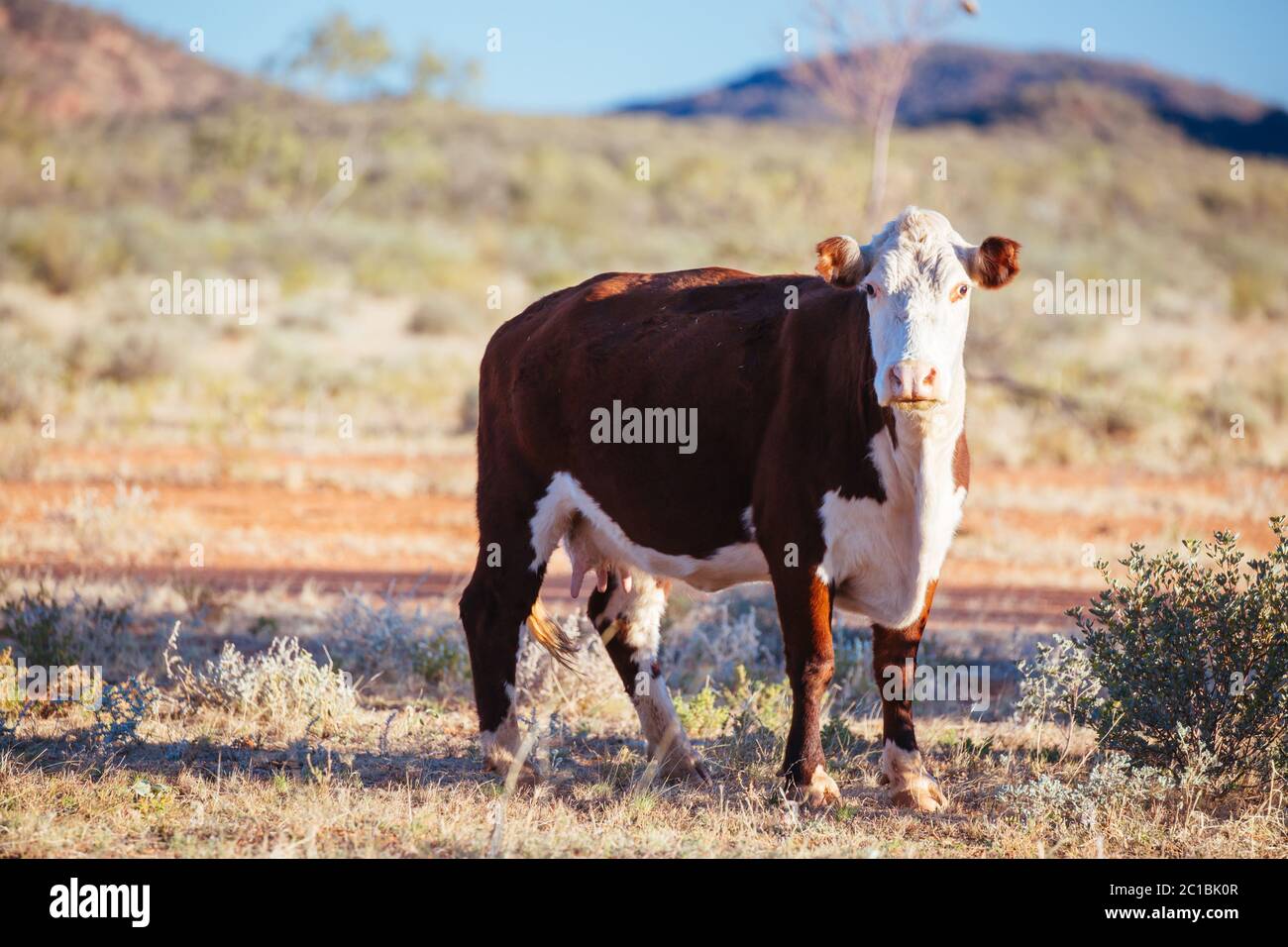 Grasende Kühe im australischen Outback Stockfoto