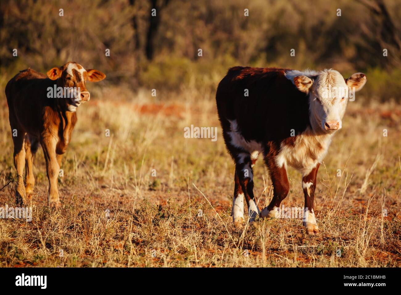 Grasende Kühe im australischen Outback Stockfoto