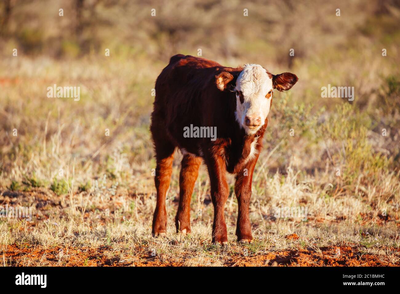 Grasende Kühe im australischen Outback Stockfoto