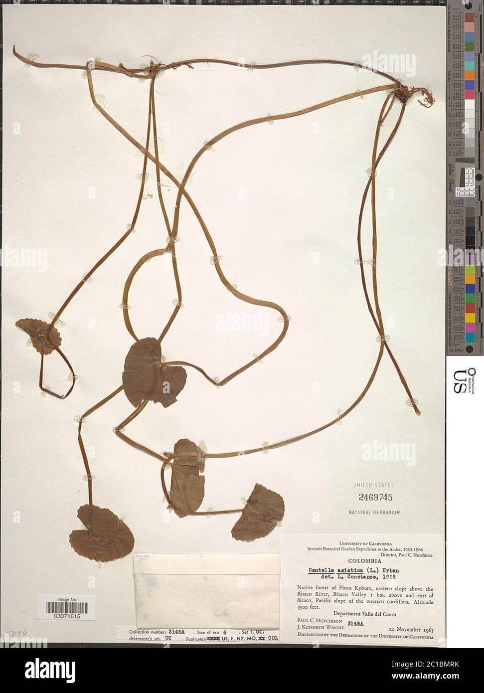 Centella erecta Centella erecta. Stockfoto