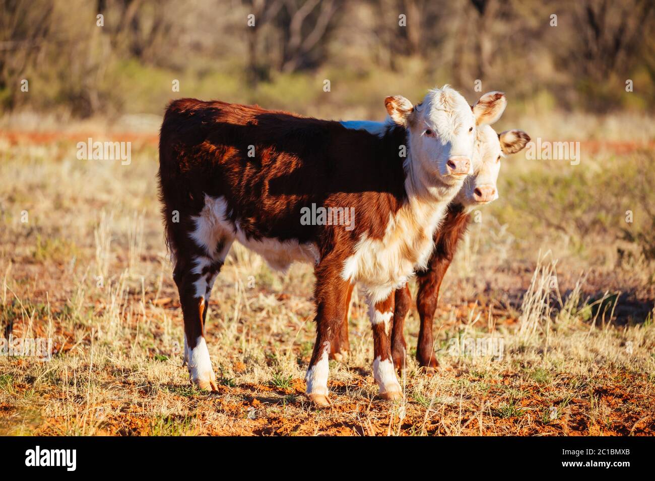 Grasende Kühe im australischen Outback Stockfoto