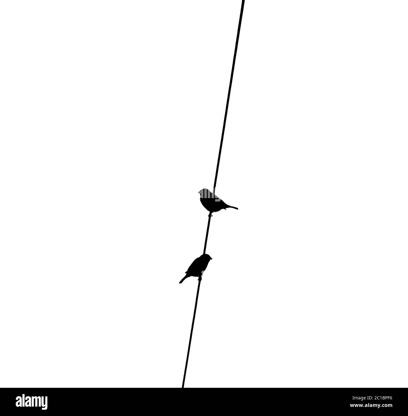 Schwarz-weiße Silhouette von zwei Sperlingen auf einem Draht thront Stockfoto