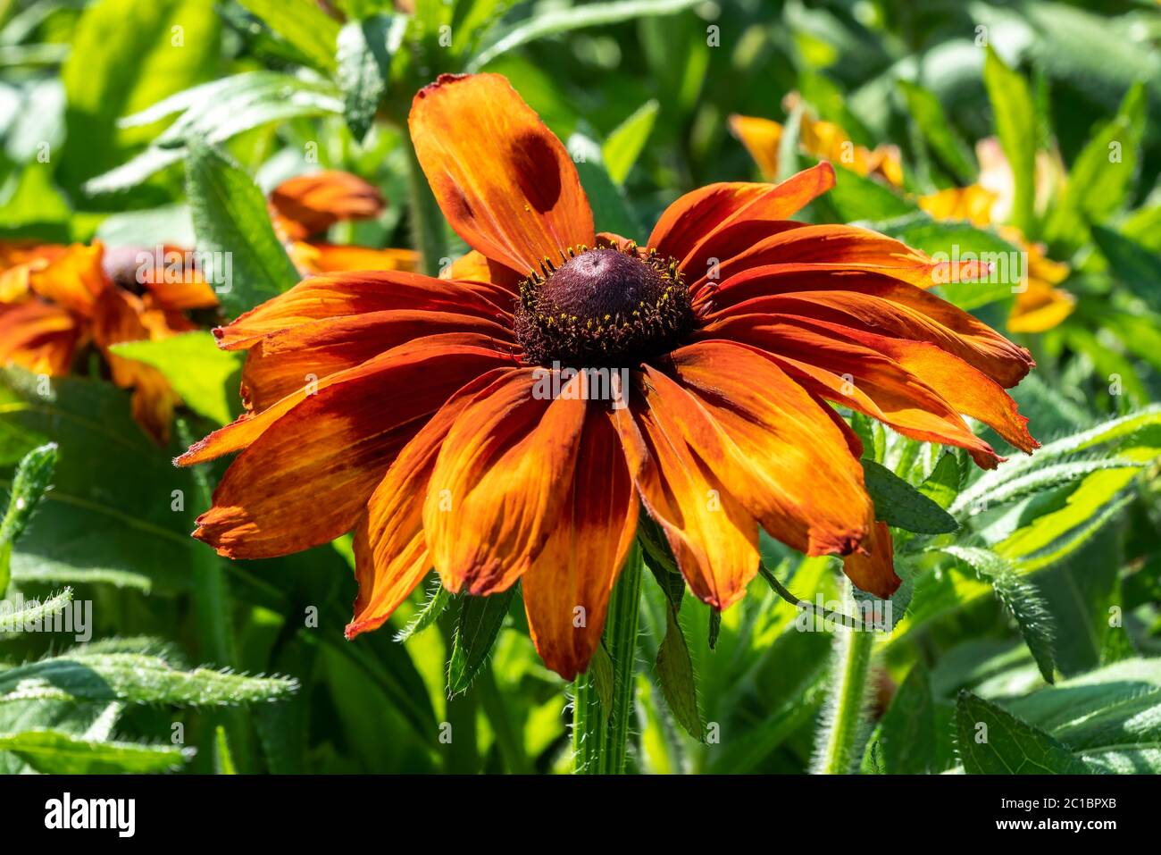 Rudbeckia hirta 'Cappuccino' eine gelb orange rote krautige mehrjährige Sommer Herbst Blume Pflanze allgemein bekannt als Black Eyed Susan oder Kegelblume Stockfoto