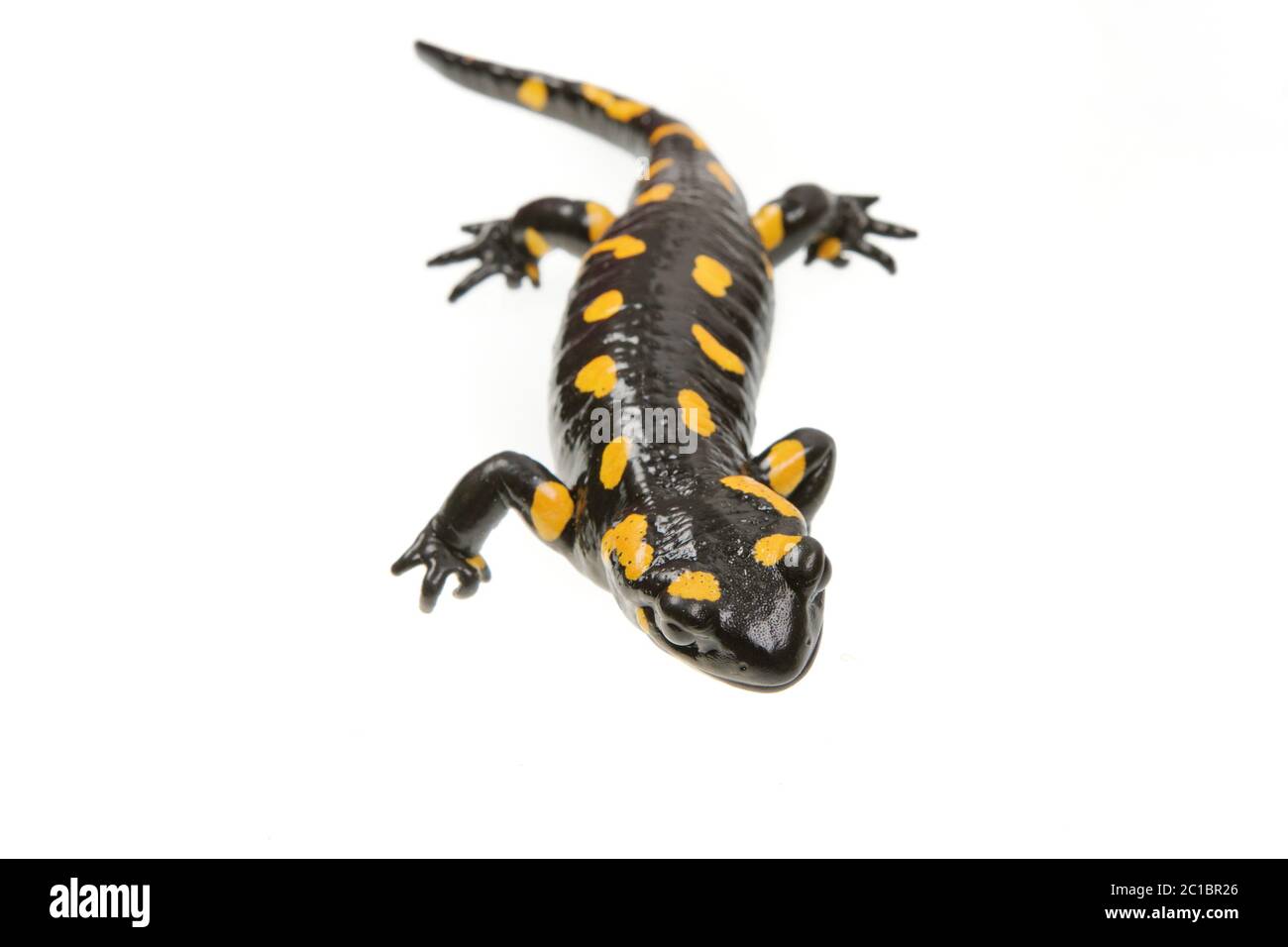 Feuersalamander (Salamandra salamandra) auf weißem Hintergrund Stockfoto