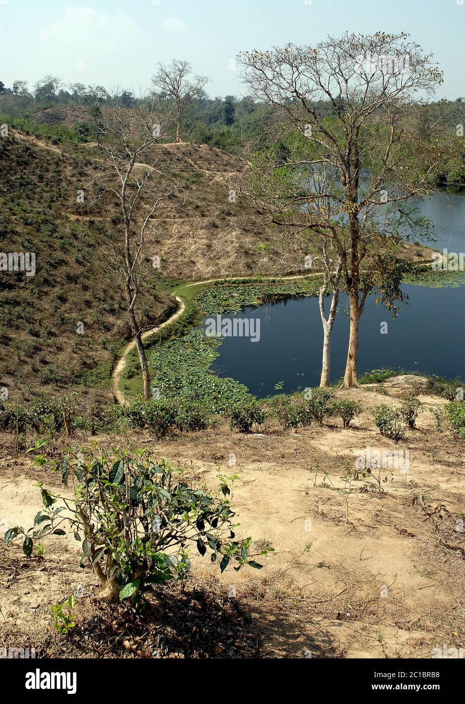 Ein Lotusteich in einer Teeplantage in Srimangal (Sreemangal) in Bangladesch. Srimangal ist eines der Hauptgebiete für den Teeanbau in Bangladesch Stockfoto