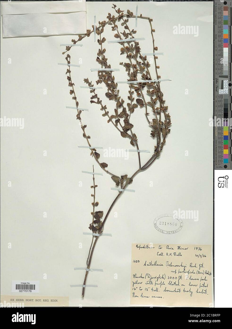 Scutellaria velenovskyi Rech f Scutellaria velenovskyi Rech f. Stockfoto
