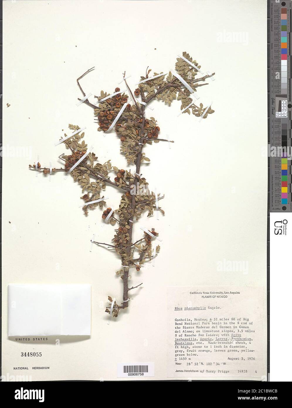 Rhus microphylla Engelm Rhus microphylla Engelm. Stockfoto Rhus microphylla Engelm Rhus microphylla Engelm. Stockfoto