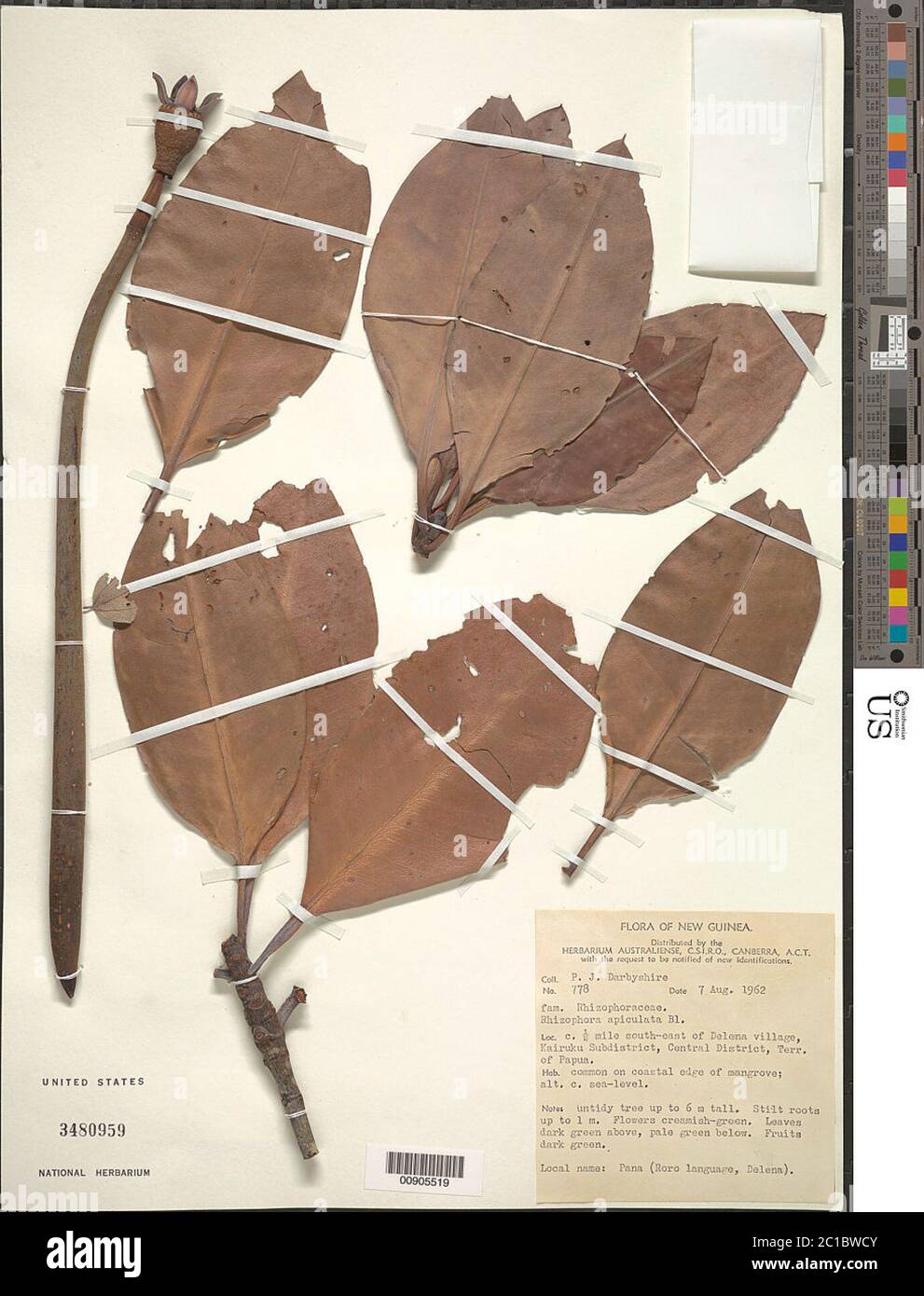 Rhizophora apiculata Blume Rhizophora apiculata Blume Stockfotografie