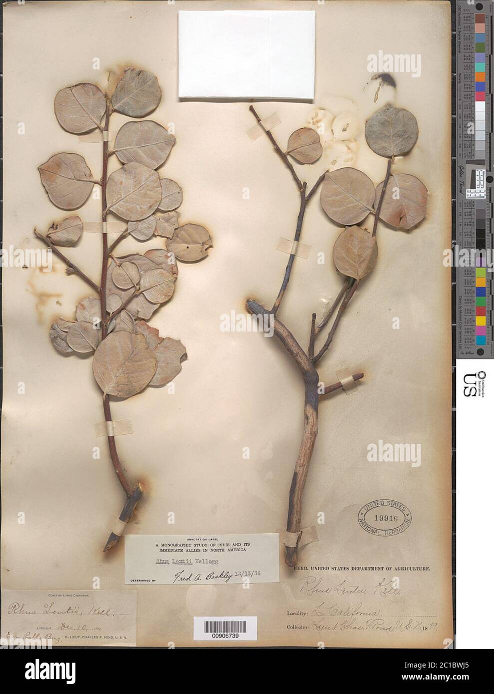 Rhus lentii Kellogg Rhus lentii Kellogg. Stockfoto Rhus lentii Kellogg Rhus lentii Kellogg. Stockfoto