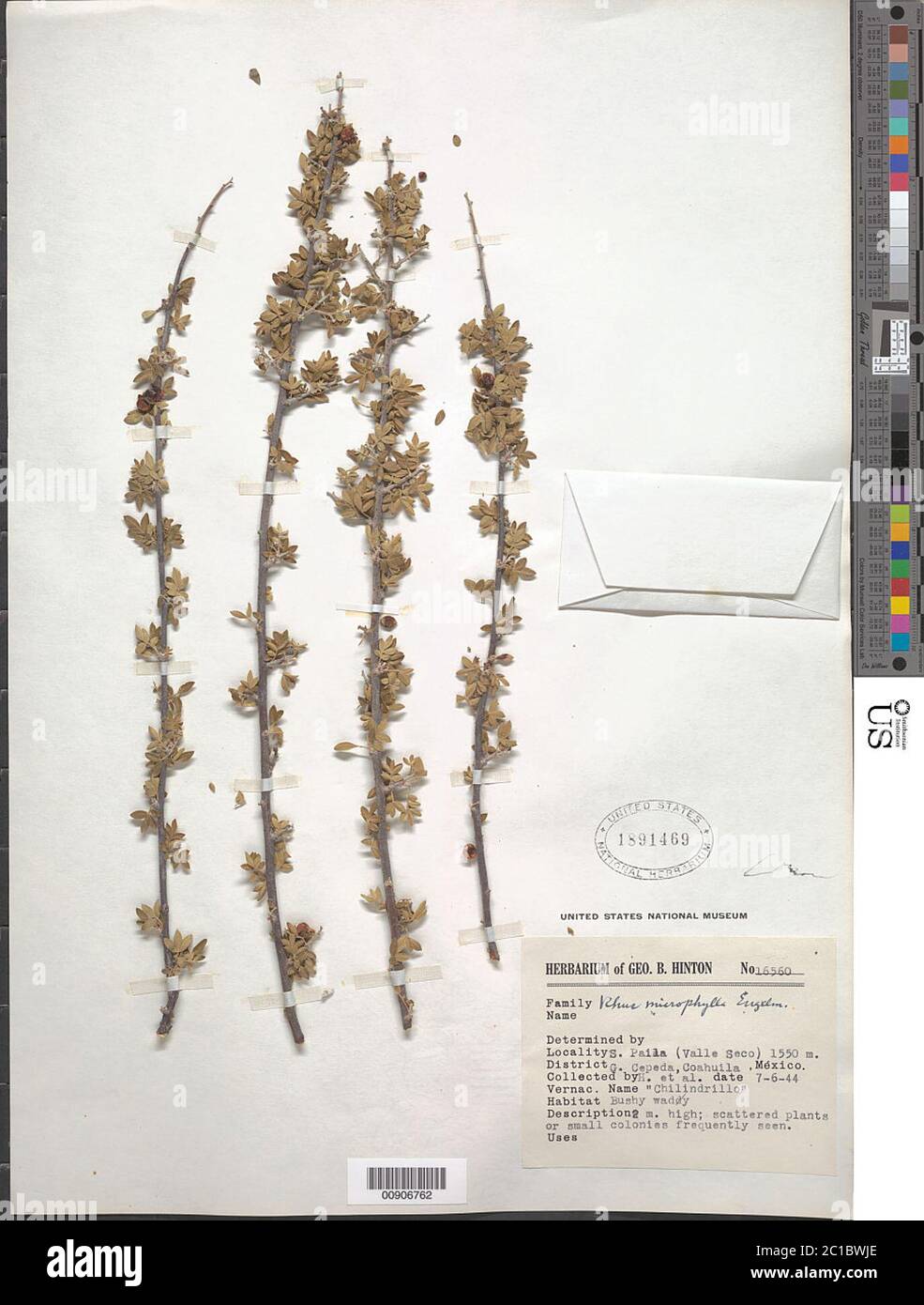 Rhus microphylla Engelm Rhus microphylla Engelm. Stockfoto Rhus microphylla Engelm Rhus microphylla Engelm. Stockfoto