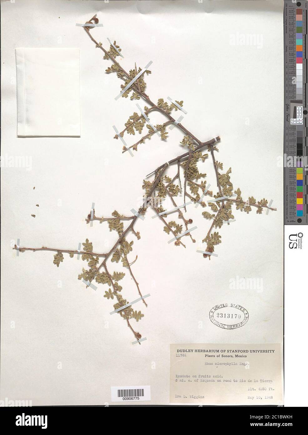 Rhus microphylla Engelm Rhus microphylla Engelm. Stockfoto Rhus microphylla Engelm Rhus microphylla Engelm. Stockfoto