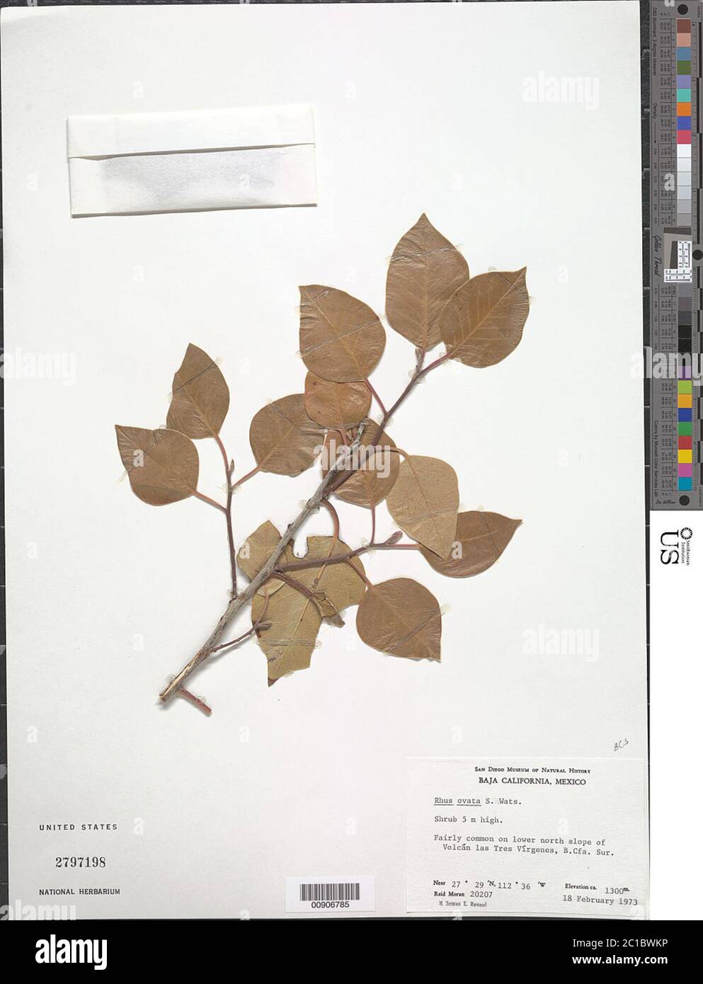 Rhus ovata S Watson Rhus ovata S Watson. Stockfoto Rhus ovata S Watson Rhus ovata S Watson. Stockfoto
