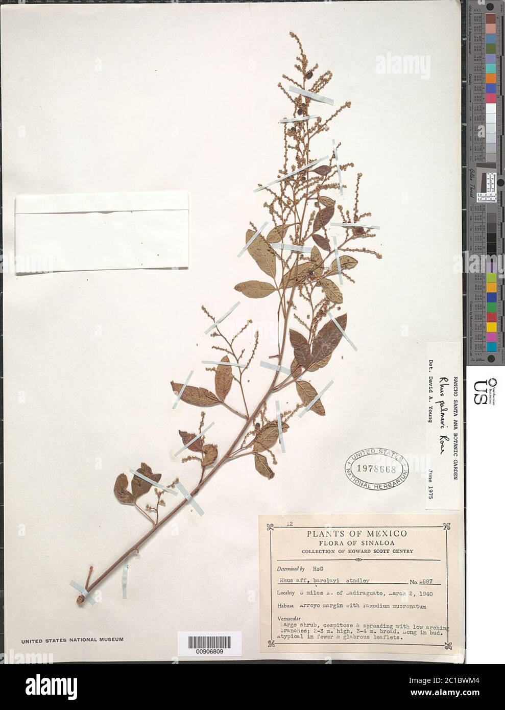 Rhus palmeri Rose Rhus palmeri Rose. Stockfoto Rhus palmeri Rose Rhus palmeri Rose. Stockfoto