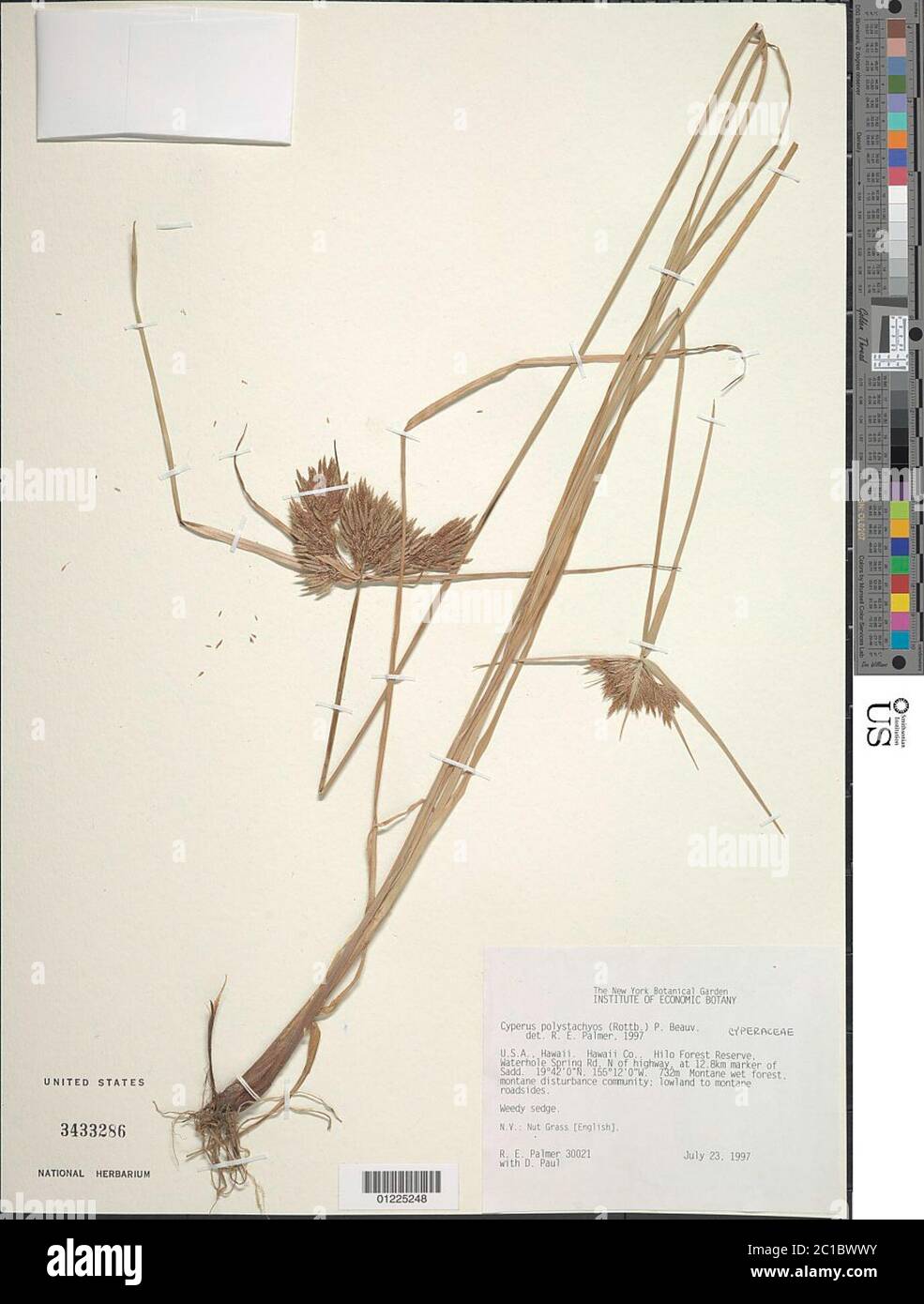 Cyperus polystachyos Rottb Cyperus polystachyos Rottb Stockfotografie