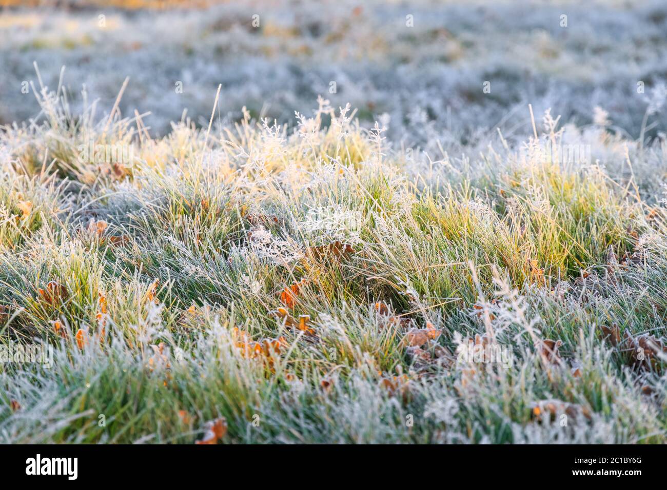 Frostiges Gras im Bushy Park in London Stockfoto