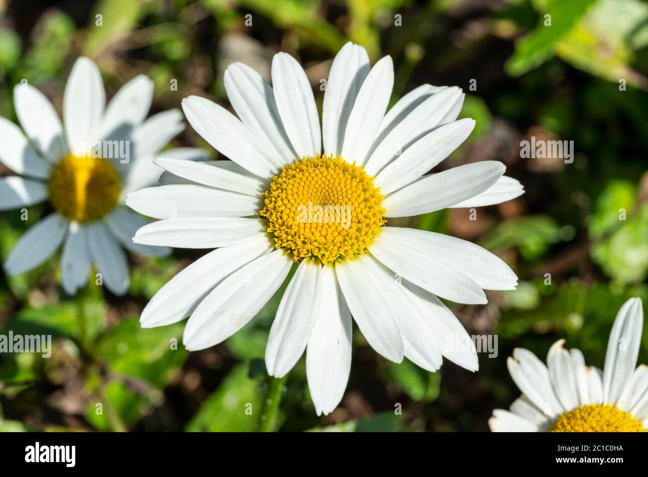 Leucanthemum x superbum 'Snowcap' eine weiße krautige Sommer Herbst mehrjährige Blume Pflanze allgemein als Shasta Daisy bekannt Stockfoto