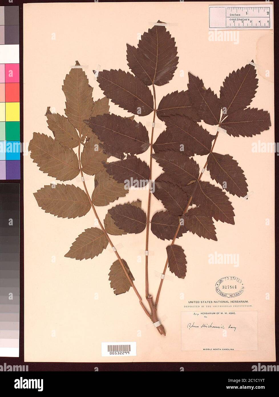 Rhus michauxii Sarg Rhus michauxii Sarg. Stockfoto Rhus michauxii Sarg Rhus michauxii Sarg. Stockfoto