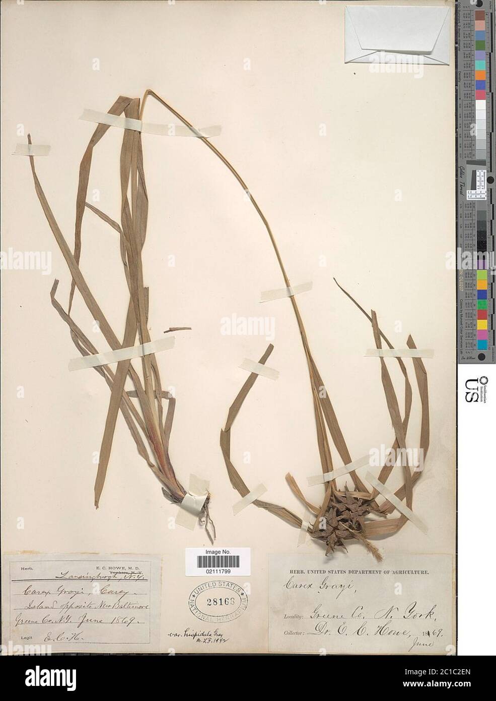 Carex greyi var hispidula A Grey ex LH Bailey Carex greyi var hispidula A Grey ex LH Bailey. Stockfoto