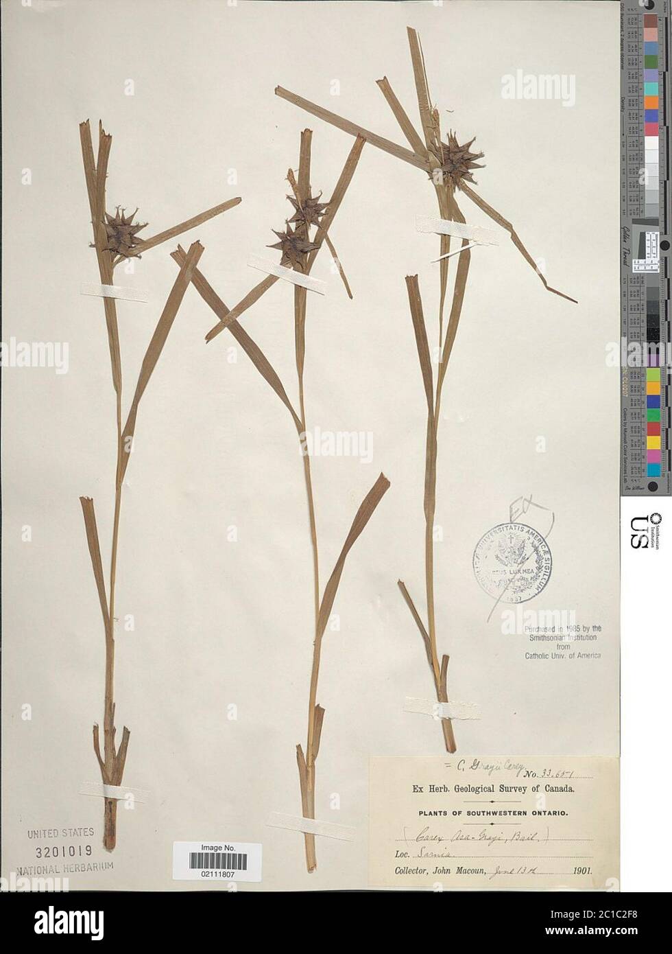Carex greyi J Carey Carex greyi J Carey. Stockfoto