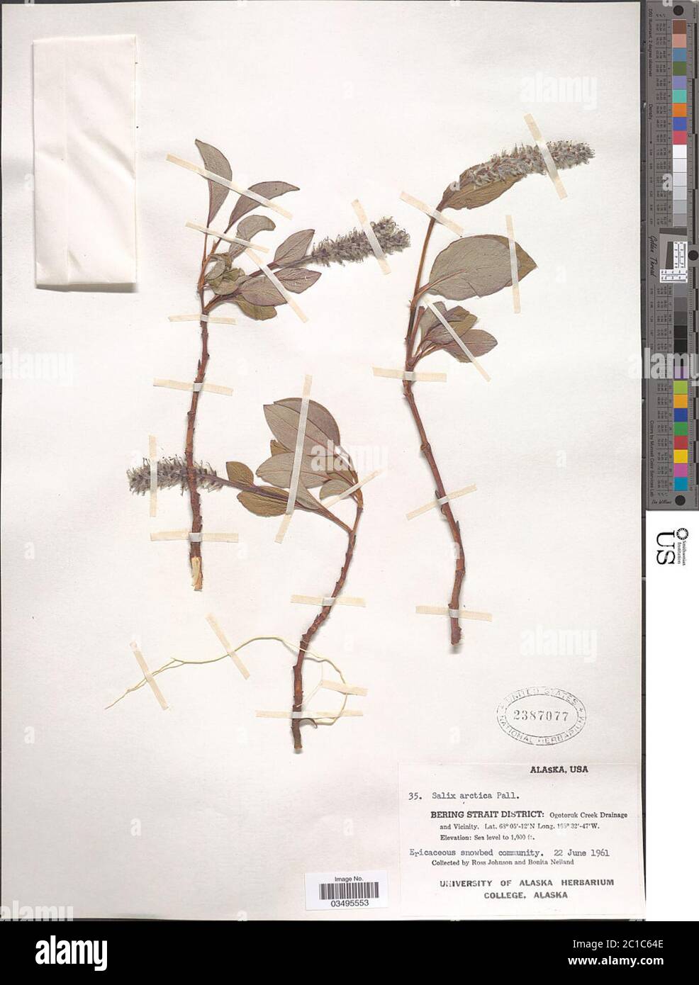 Salix Arctica Pall Salix Arctica Pall. Stockfoto