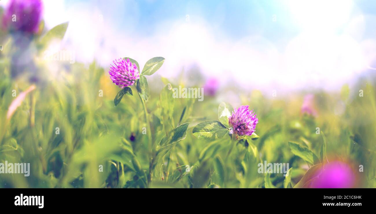 Wilde Blumen von Klee in einer Wiese in der Natur in Strahlen des Sommersonnenlichts im Frühling. Eine malerische bunte künstlerische Illustration mit selektivem Fokus. Nahaufnahme oder Makrofoto. Stockfoto