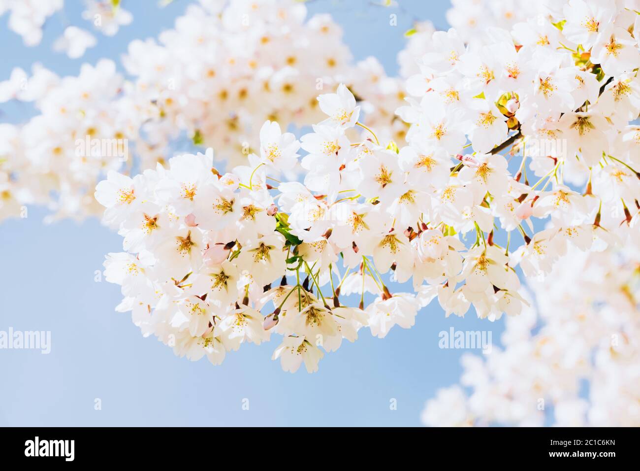 Weiße Sakura. Kirschblüte Zweig in Blüte gegen Himmel. Federhintergrund. Kopierbereich, selektiver Fokus. Stockfoto