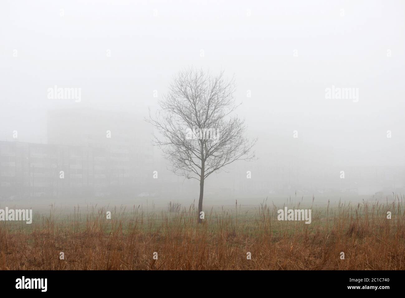 Ein einsamer kleiner Baum und Häuser im Nebel auf einem leeren Grundstück im Frühjahr früh am Morgen. Stockfoto