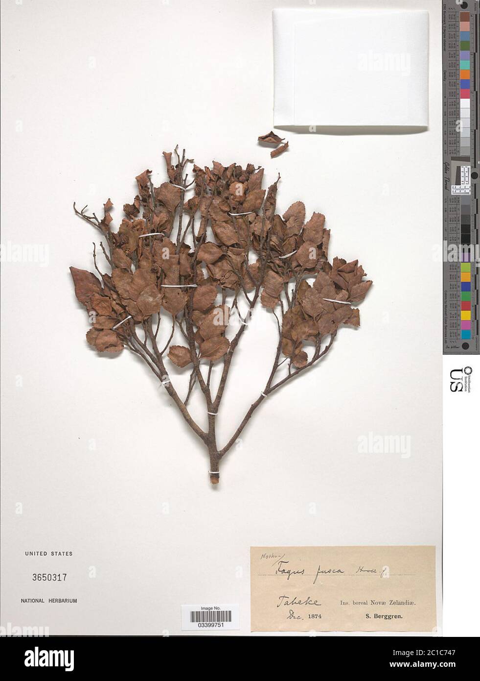 Nothofagus fusca Nothofagus fusca Stockfotografie Alamy