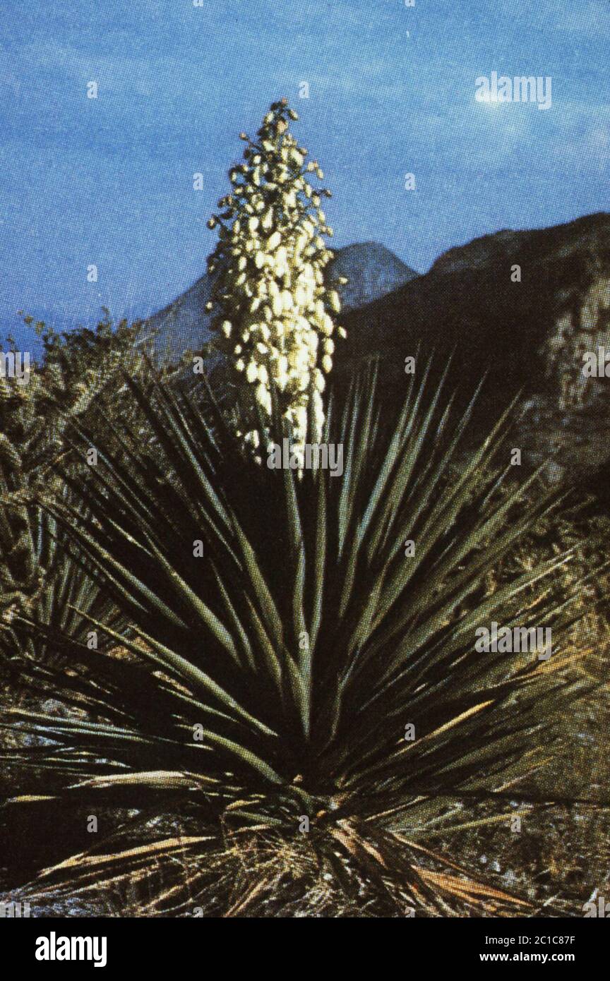 Yucca schottii Engelm Yucca schottii Engelm. Stockfoto