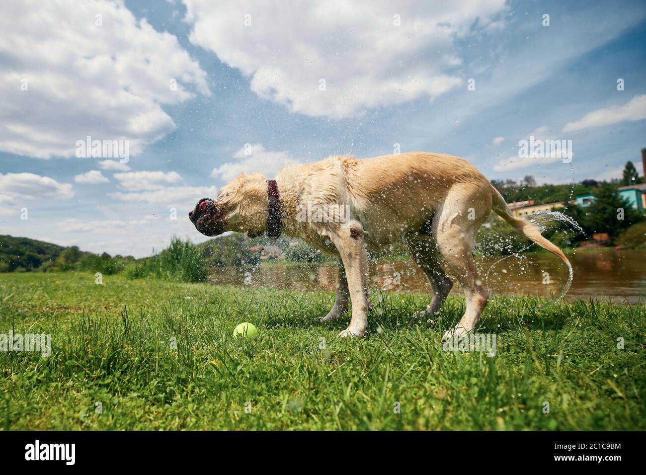 Hund schüttelt. Labrador Retriever auf Wiese nach dem Schwimmen im Fluss. Stockfoto