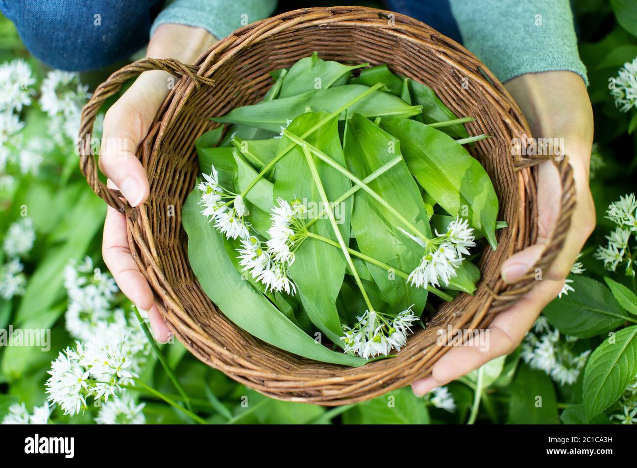 Nahaufnahme Der Frau Hält Korb Von Hand Gepflückt Bärlauch In Woodland Stockfoto