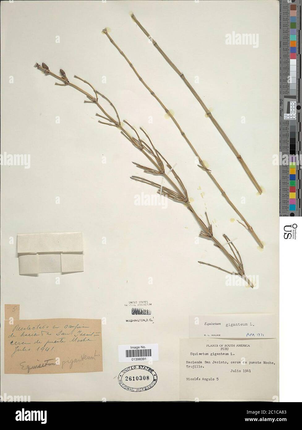 Equisetum giganteum L Equisetum giganteum L Stockfotografie Alamy