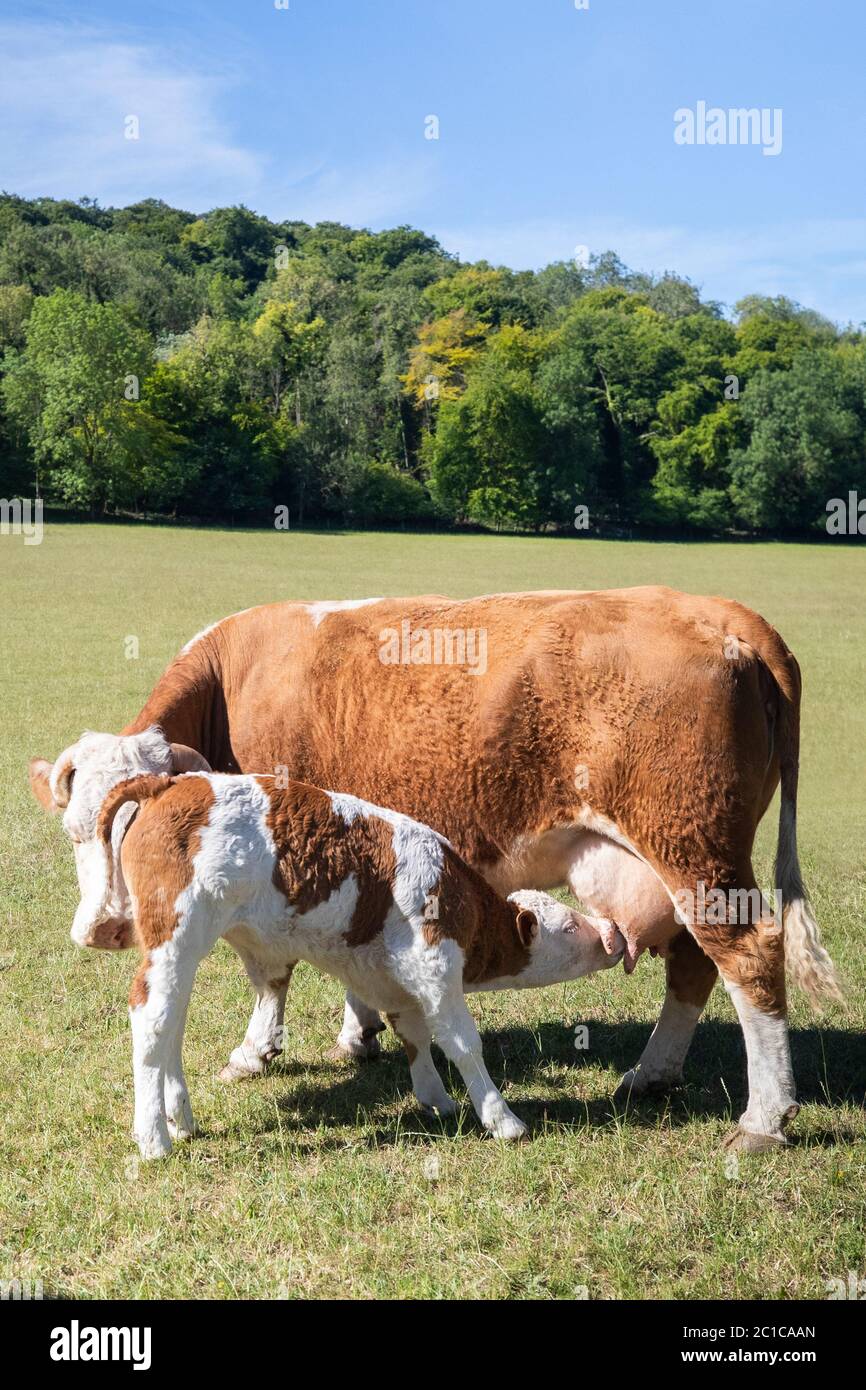 Mutterkuh Suckling Baby Kalb Weiden auf Sommer Weide auf UK Livestock Farm Stockfoto