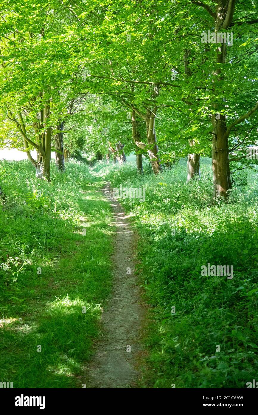 Pfad Durch Schöne Grüne Sommer Waldland Stockfoto