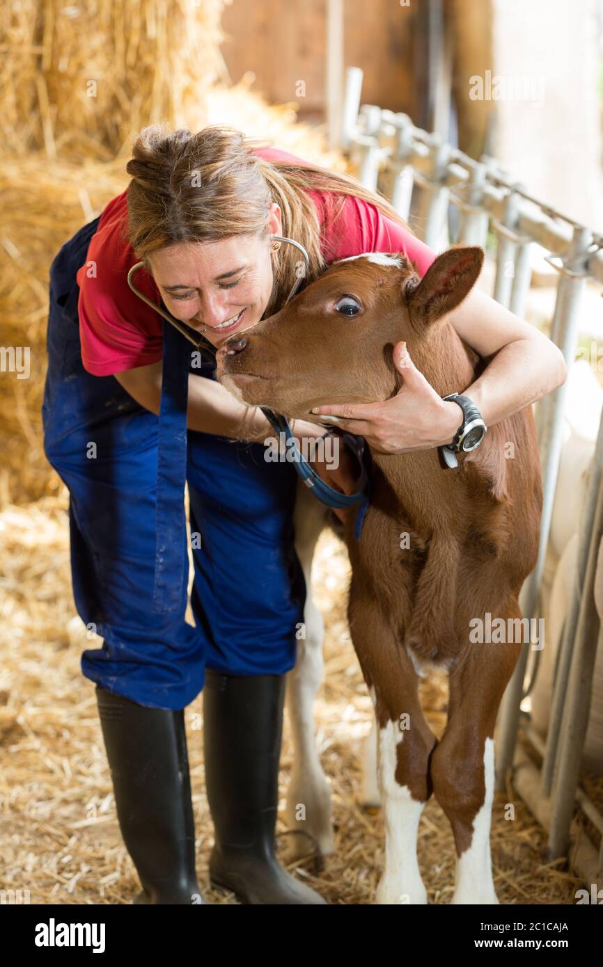 Tierarzt auf einer Farm, die Durchführung einer körperlichen Untersuchung in eine Kuh Stockfoto
