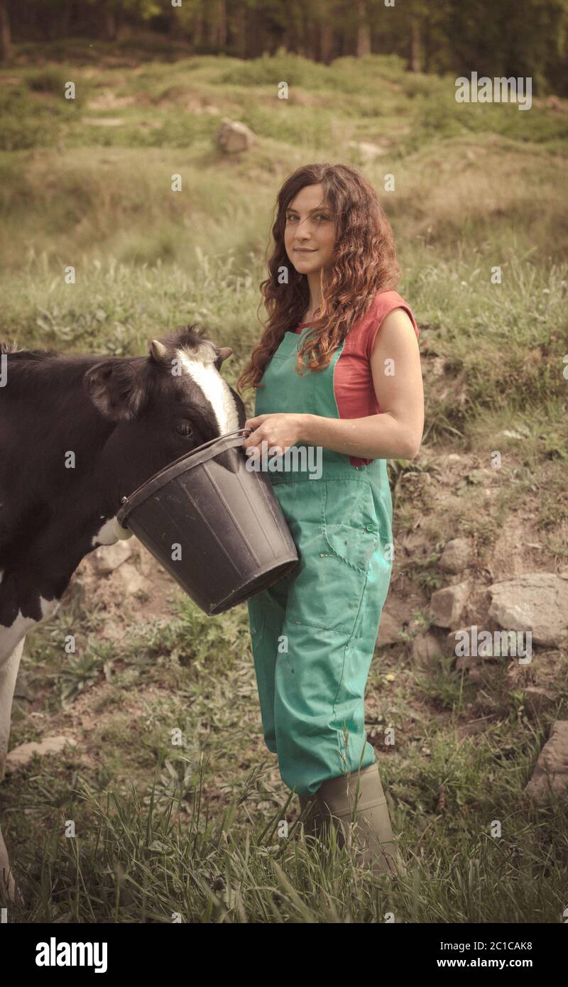 Landwirt füttern Kühe auf einem Bio-Bauernhof Stockfoto