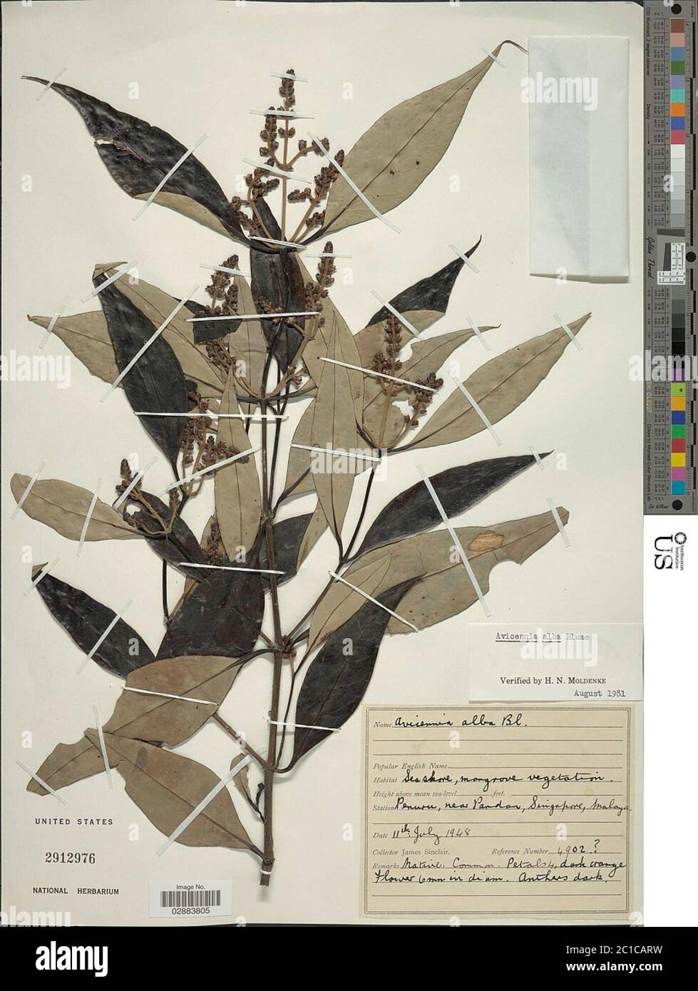 Avicennia alba Blume Avicennia alba Blume. Stockfoto