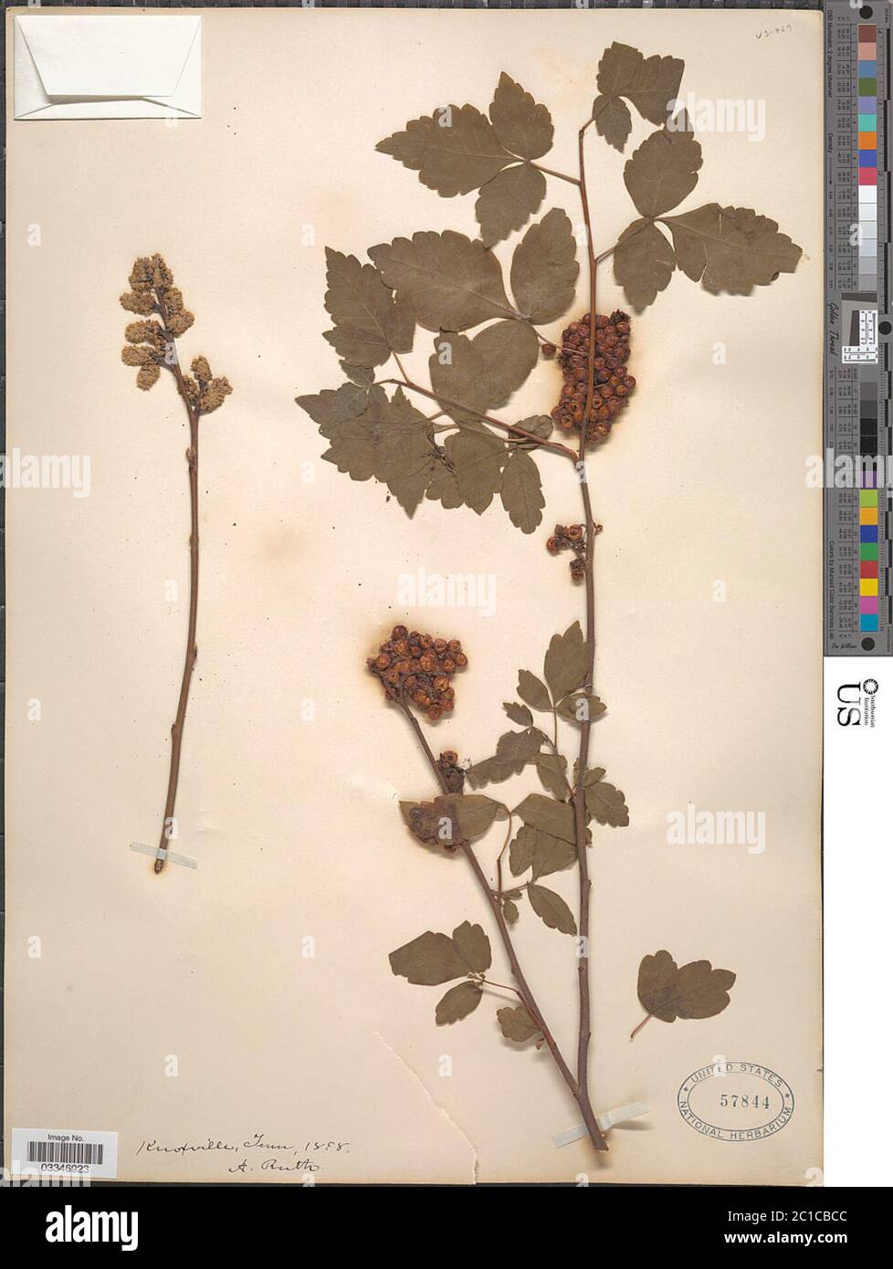 Rhus sp. Rhus sp. Stockfoto