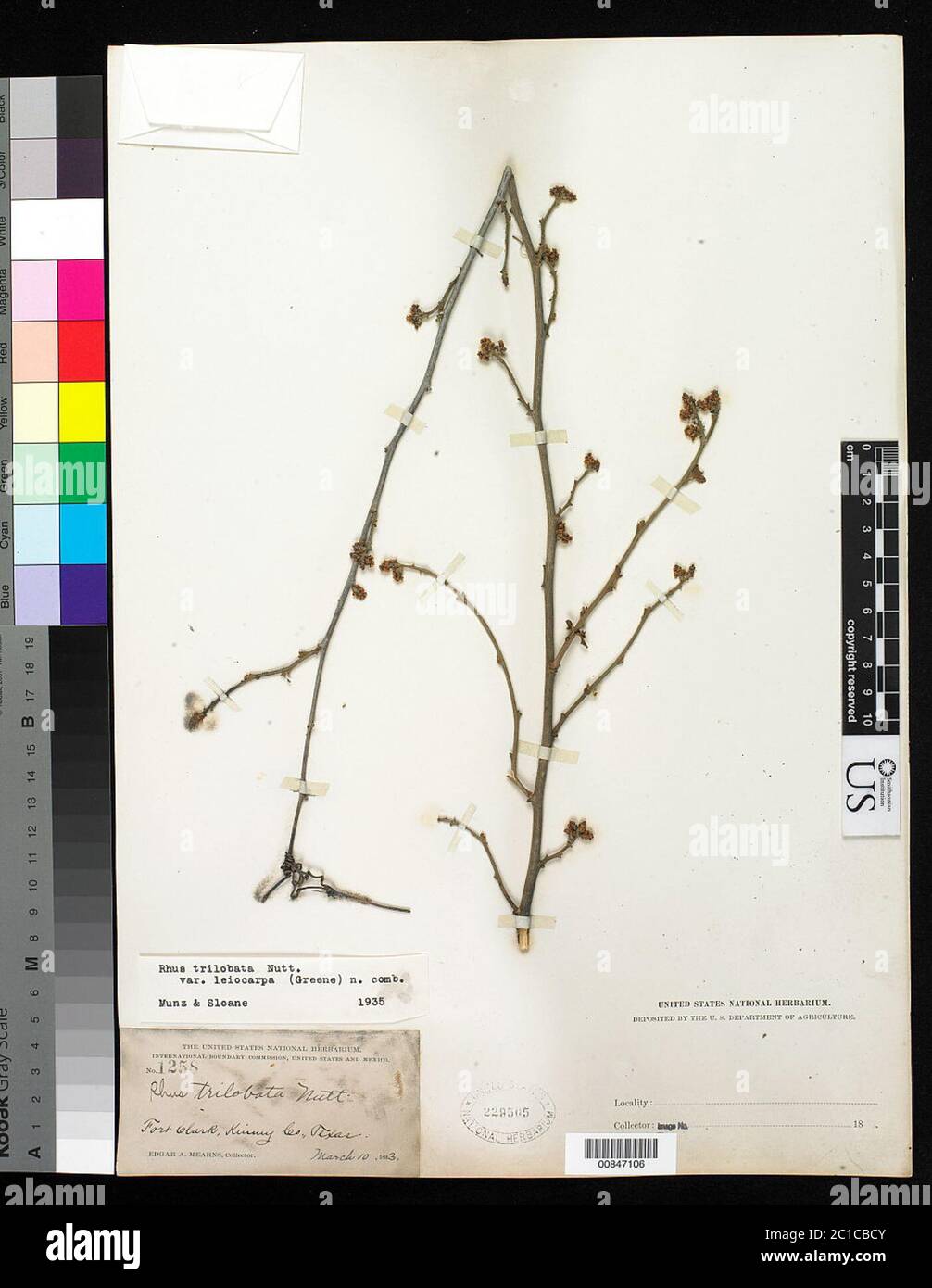 Rhus trilobata Nutt ex Torr A Grey Rhus trilobata Nutt ex Torr A Grey. Stockfoto Rhus trilobata Nutt ex Torr A Grey Rhus trilobata Nutt ex Torr A Grey. Stockfoto