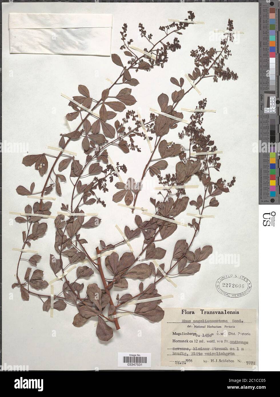 Rhus magalismontana Sonder Rhus magalismontana Sonder. Stockfoto Rhus magalismontana Sonder Rhus magalismontana Sonder. Stockfoto