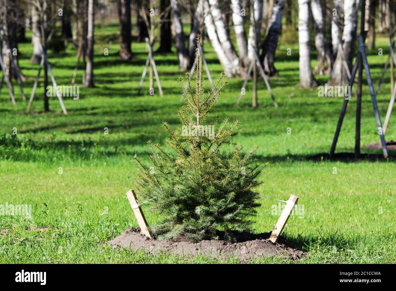 Einsamer kleiner Weihnachtsbaum wird im Gatchina Park nach dem Plan der Pflanzungen gepflanzt. Eingezäunt mit einem Zaun. Stockfoto