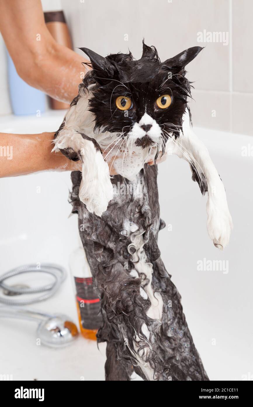 Bad oder Dusche, eine persische Rasse-Katze Stockfoto