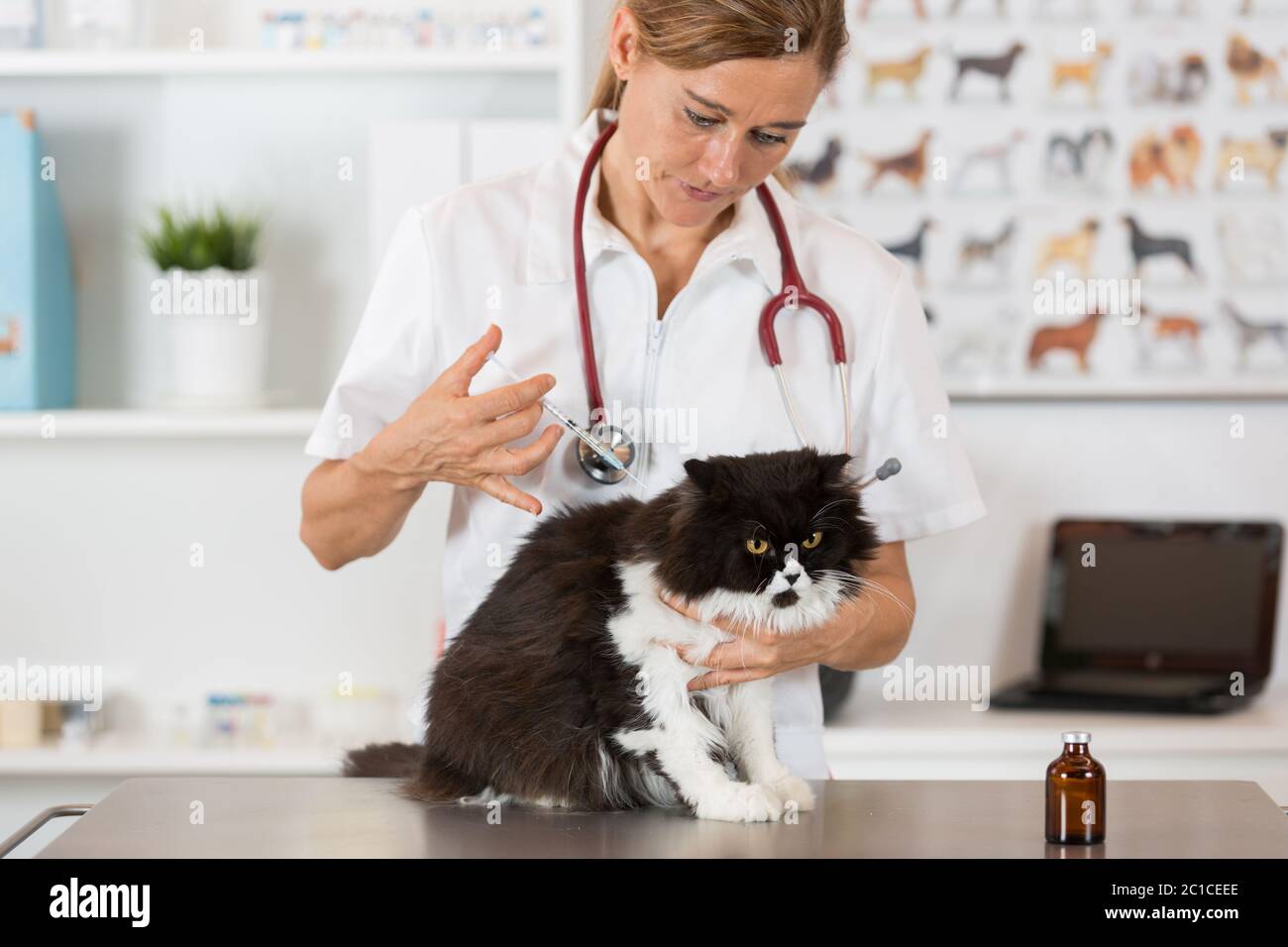 Platzieren einer tierärztlichen Impfstoff Injektion eine Katze in der Klinik Stockfoto