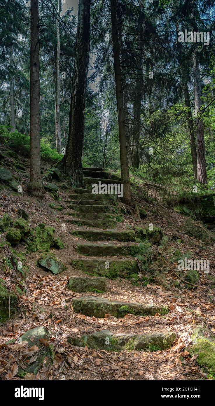Eine Steintreppe im Wald Stockfoto