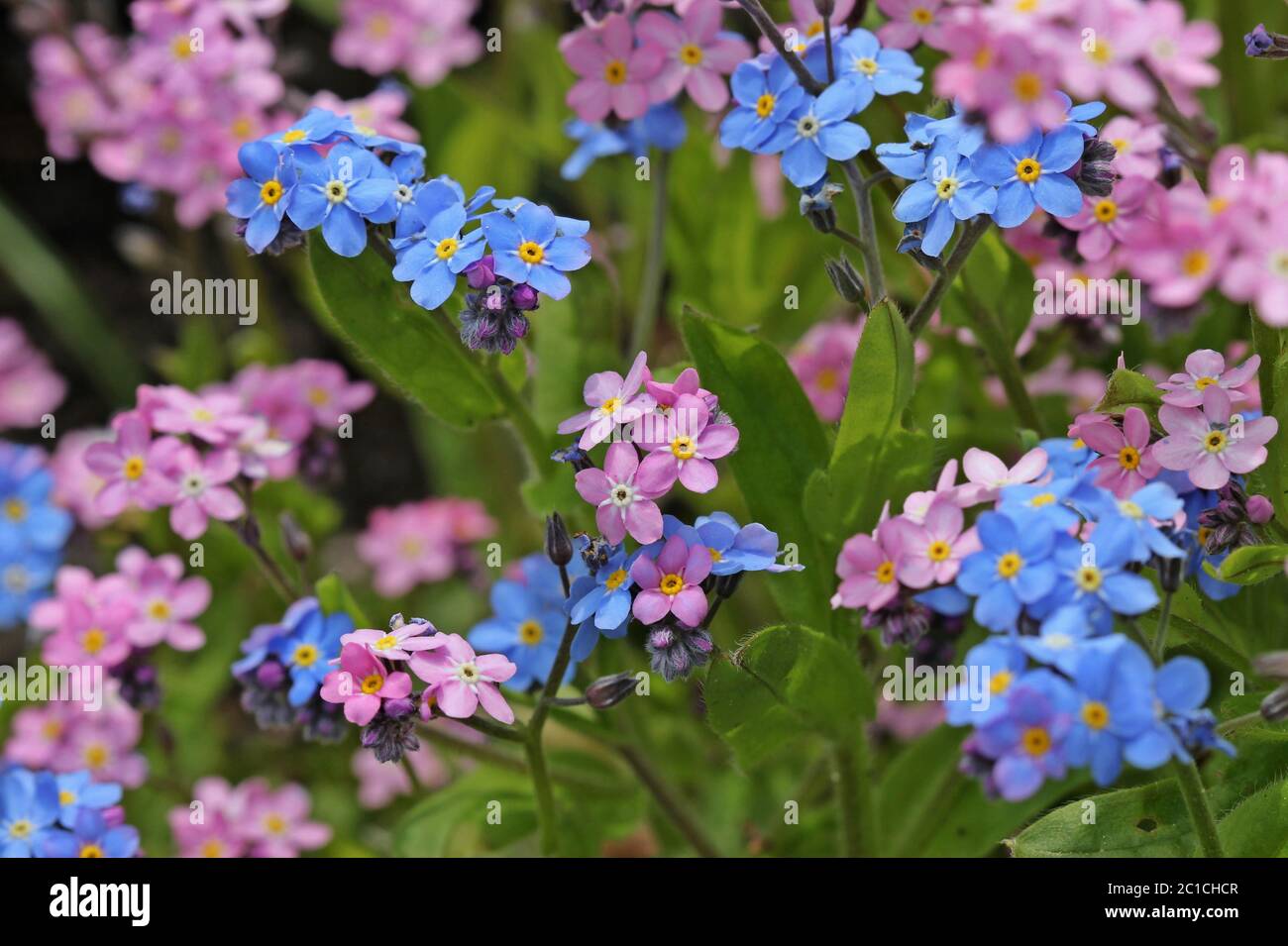 Rosa und Blau Vergiss-mich-nicht (Myosotis sylvatica) Stockfoto